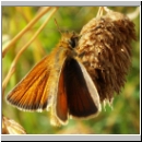 Thymelicus lineola - Schwarzkolbiger Braundickkopffalter m03.jpg